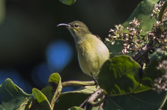 Leptocoma brasiliana