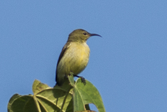 Leptocoma brasiliana