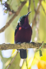 Leptocoma brasiliana