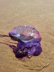 Portuguese Man O' War