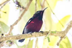 Leptocoma brasiliana