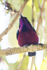 Leptocoma brasiliana