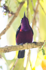 Leptocoma brasiliana