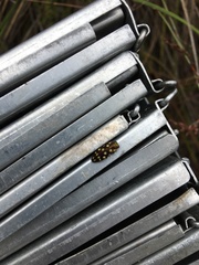 Diphucrania duodecimmaculata