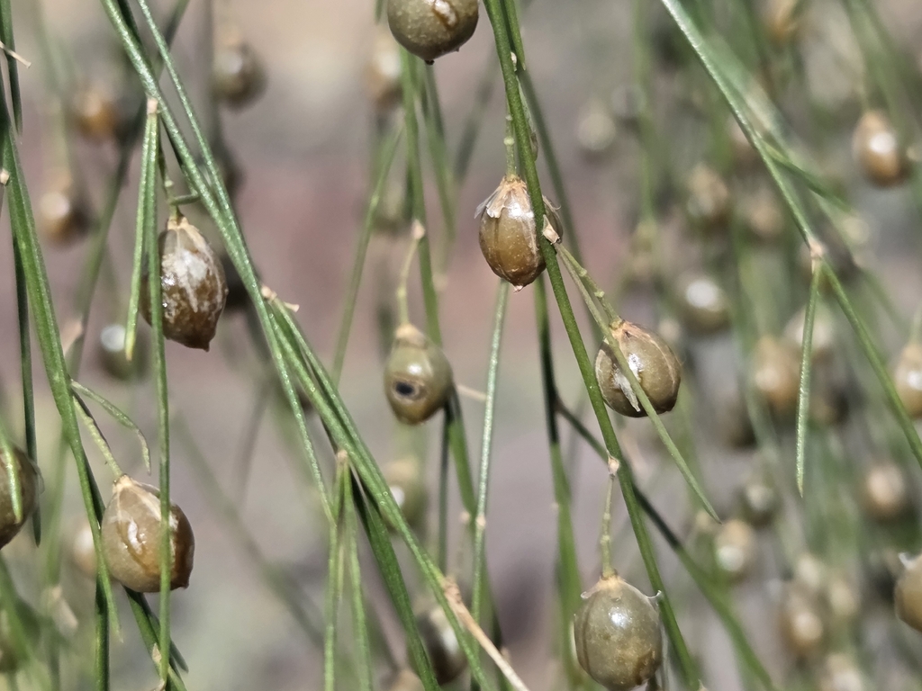 Asparagus plocamoides; photograph (c) Bellsprout, some rights reserved (CC BY)