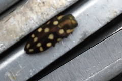 Diphucrania duodecimmaculata