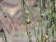 (c) Bellsprout, some rights reserved (CC BY) Asparagus plocamoides, photograph (c) Bellsprout, some rights reserved (CC BY)