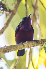 Leptocoma brasiliana