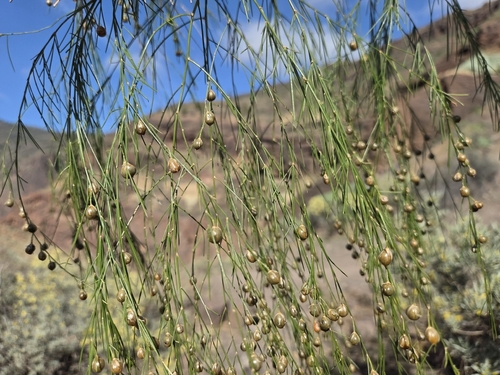Asparagus plocamoides, photograph 2
