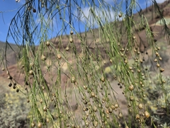 (c) Bellsprout, some rights reserved (CC BY) Asparagus plocamoides, photograph (c) Bellsprout, some rights reserved (CC BY)