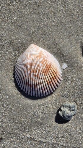 Acrosterigma