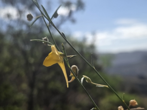 Nanorrhinum scoparium