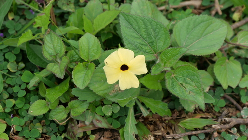 Black-eyed Susan vine