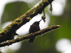 Microchera albocoronata