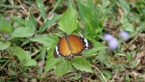 Plain Tiger Butterfly