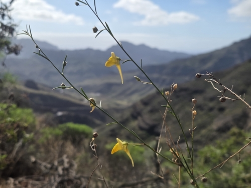 Nanorrhinum scoparium, photograph 1