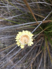 Xerochrysum bracteatum