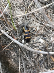 Temognatha mitchellii