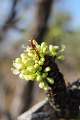 Erythroxylum tortuosum