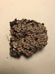 Psora crenata