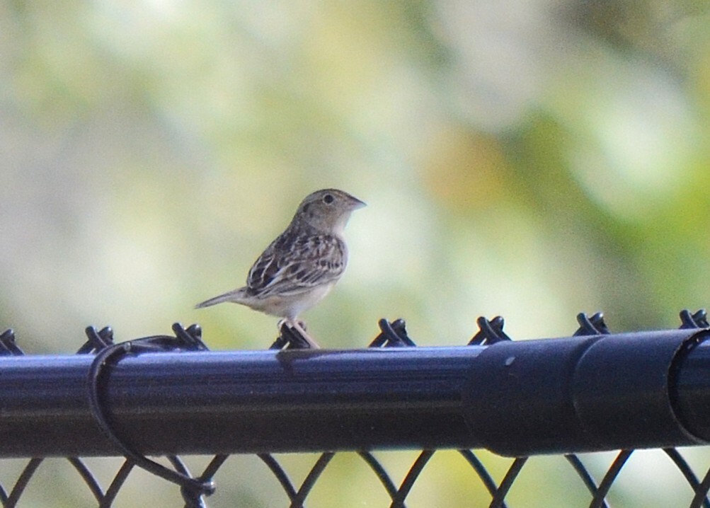 Ammodramus savannarum (J.F.Gmelin, 1789)