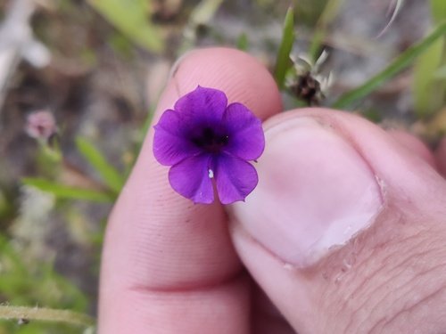 Devil Oneye (Monopsis debilis)