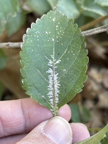 Unknown species found near W Green Oaks Blvd, Arlington, TX, US