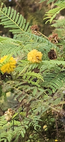 porknut (Vachellia macracantha)