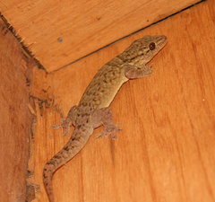 Big Tree Gecko photo 2