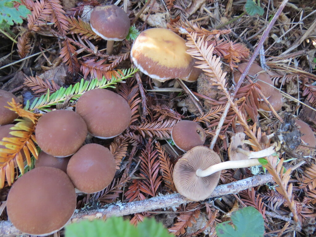 Psathyrella piluliformis · November 2025 · photo: © garth_harwood (iNaturalist, cc-by)