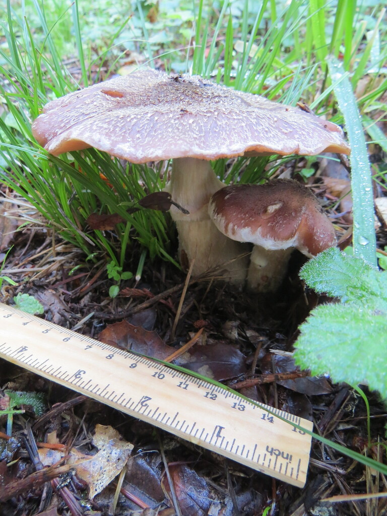 Armillaria sinapina