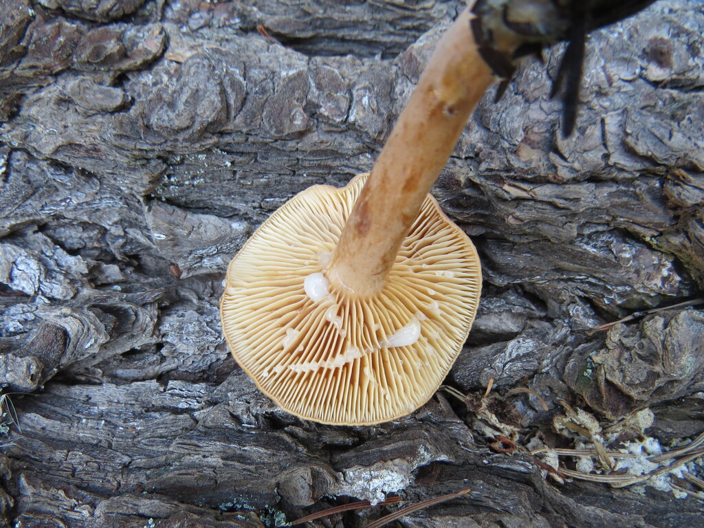 Lactarius rubidus · November 2025 · photo: © garth_harwood (iNaturalist, cc-by)
