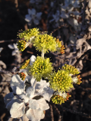 Eriogonum crocatum