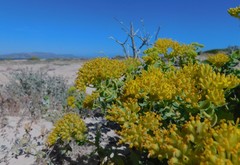 Coulterella capitata
