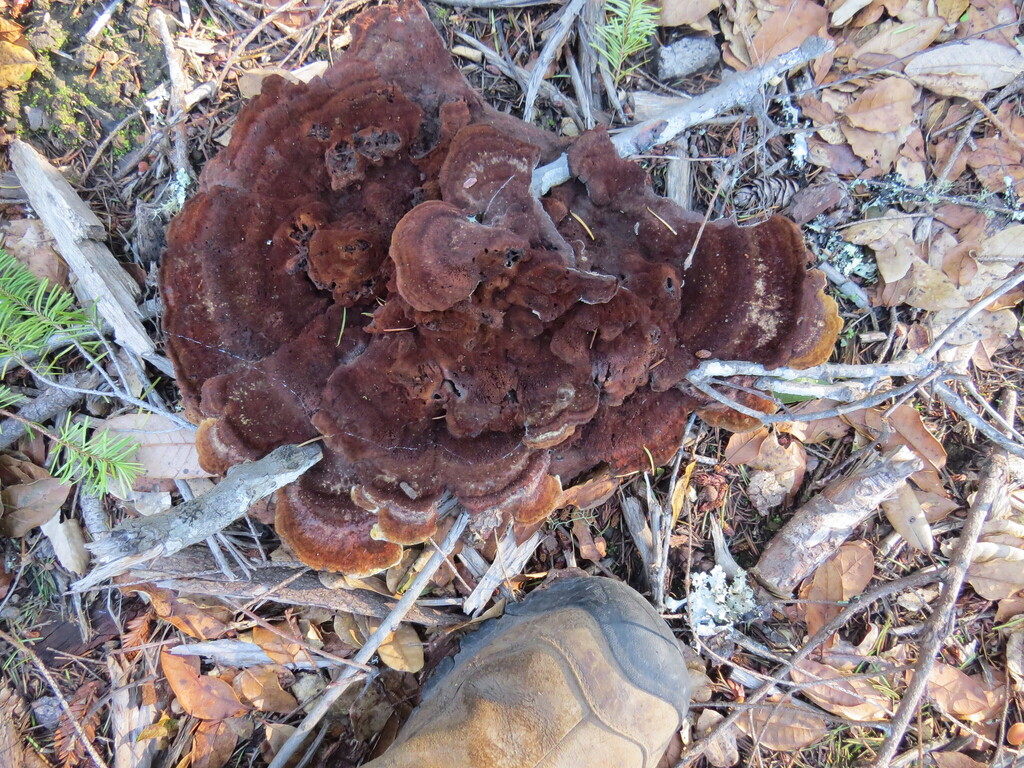 Phaeolus hispidoides · November 2025 · photo: © garth_harwood (iNaturalist, cc-by)