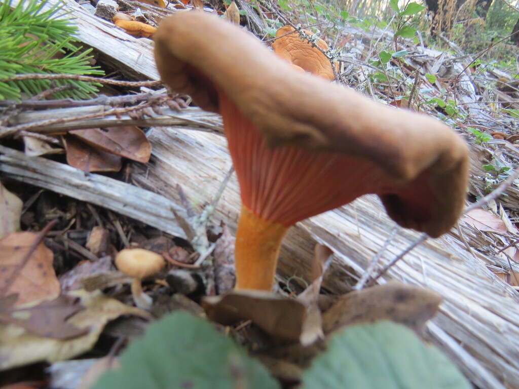 Hygrophoropsis aurantiaca · November 2025 · photo: © garth_harwood (iNaturalist, cc-by)