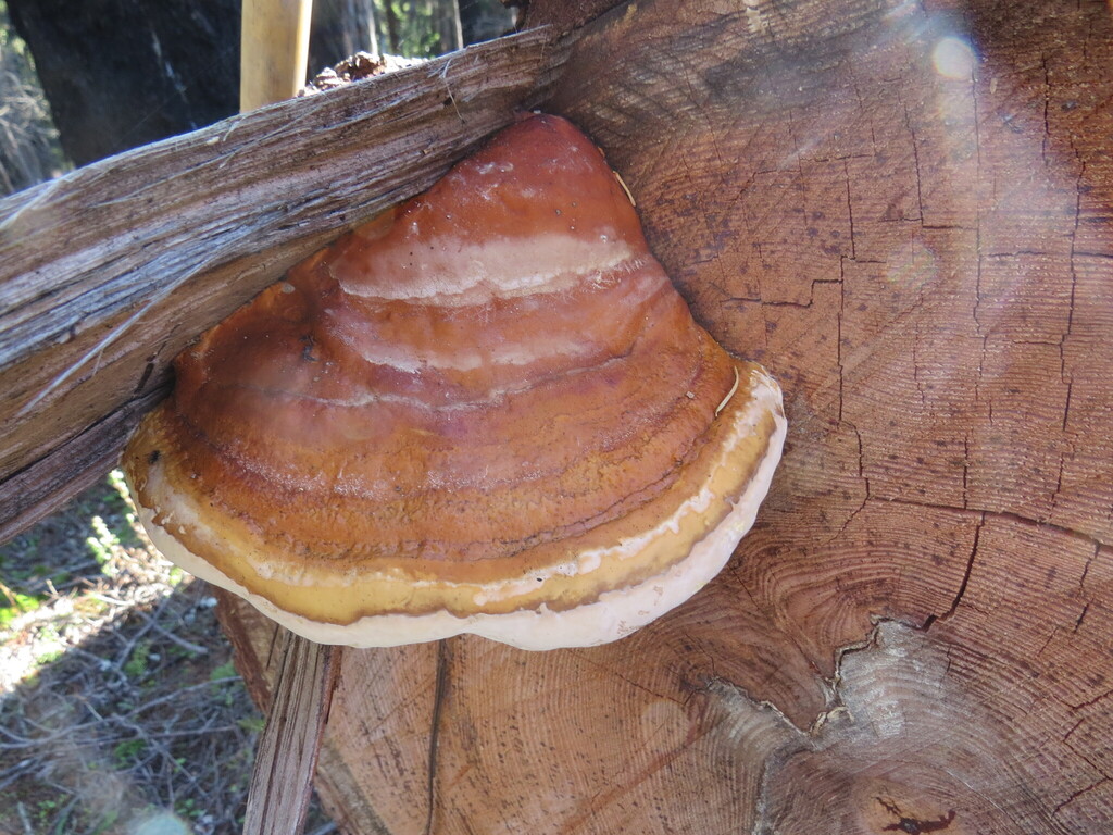 Fomitopsis mounceae · November 2025 · photo: © garth_harwood (iNaturalist, cc-by)