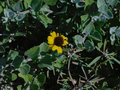 Encelia palmeri
