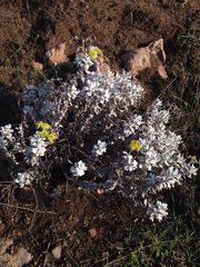 Eriogonum crocatum