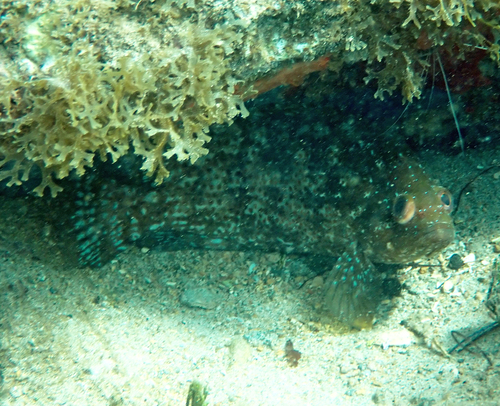 Cherna (Alphestes afer) — Serranidae — 2