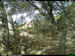 Ammospermophilus interpres