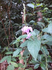 Bouchea pseudogervao