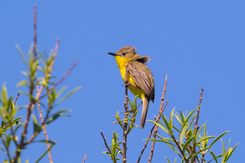 Dinelli's Doradito (Pseudocolopteryx dinelliana), photo 3
