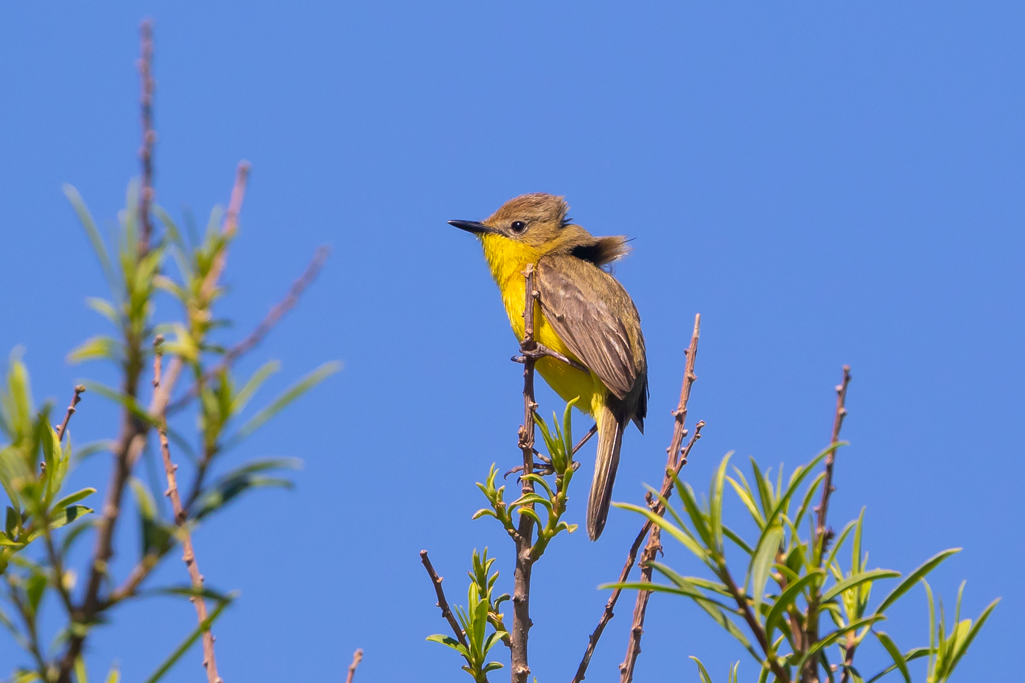 Dinelli's Doradito (Pseudocolopteryx dinelliana), photo 4