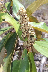 Miconia ferruginata
