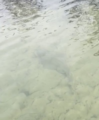 Aptychotrema rostrata