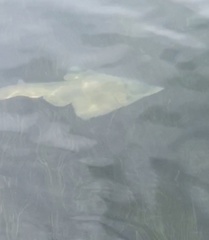 Aptychotrema rostrata