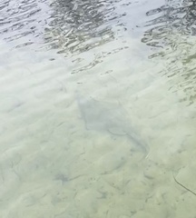 Aptychotrema rostrata