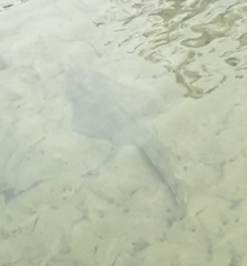 Aptychotrema rostrata