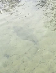 Aptychotrema rostrata